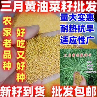 三月黄油菜种子简单易种抗病抗倒伏油菜籽好吃好种油菜花种子种籽