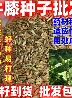 中药材种子山苋菜牛膝种子简单易种论斤卖牛膝牛膝种籽四季可种