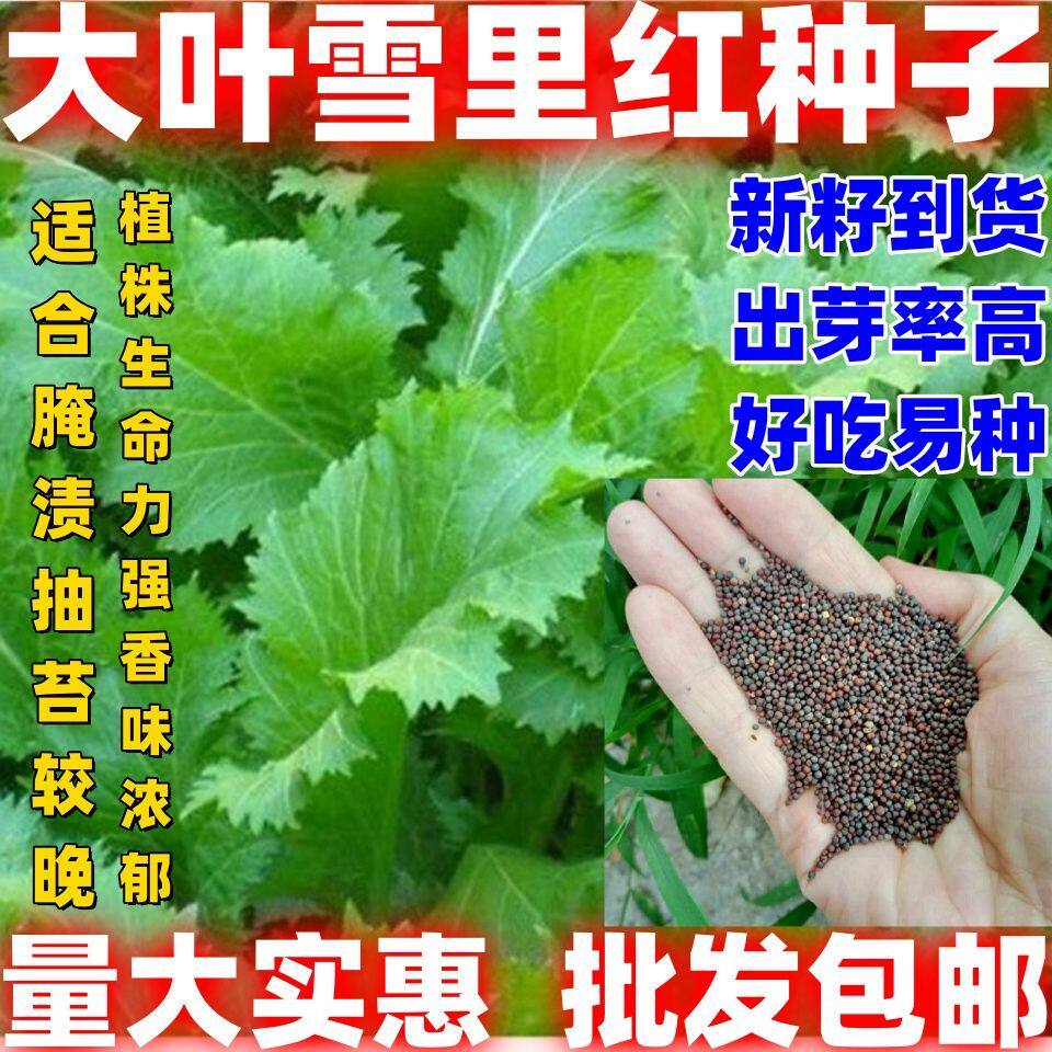 大叶雪里红种子大叶雪里红种籽庭院种植腌制菜农家蔬菜雪里红种子,鲜花速递/花卉仿真/绿植园艺,家庭园艺种子,淘宝优惠券,粉丝福利购,淘宝优惠卷