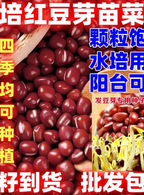 水培红豆苗芽苗菜种子红小豆种子菜种子水培种菜红豆芽菜籽
