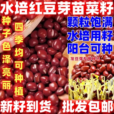 水培红豆苗芽苗菜种子红小豆种子菜种子水培种菜红豆芽菜籽