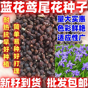 蓝花鸢尾种子多年生耐寒庭院花种子花种花卉植物四季播种简单易种
