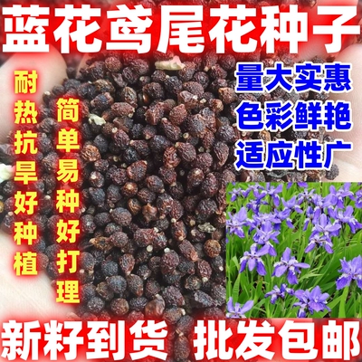 蓝花鸢尾种子多年生耐寒庭院花种子花种花卉植物四季播种简单易种