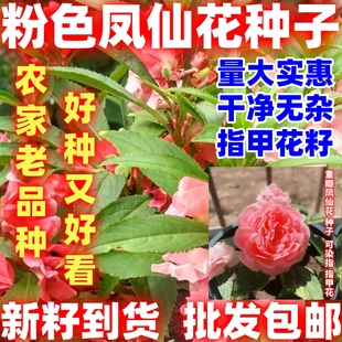粉色凤仙花种子染指甲花种子七彩小凤仙四季庭院盆栽花籽简单易种