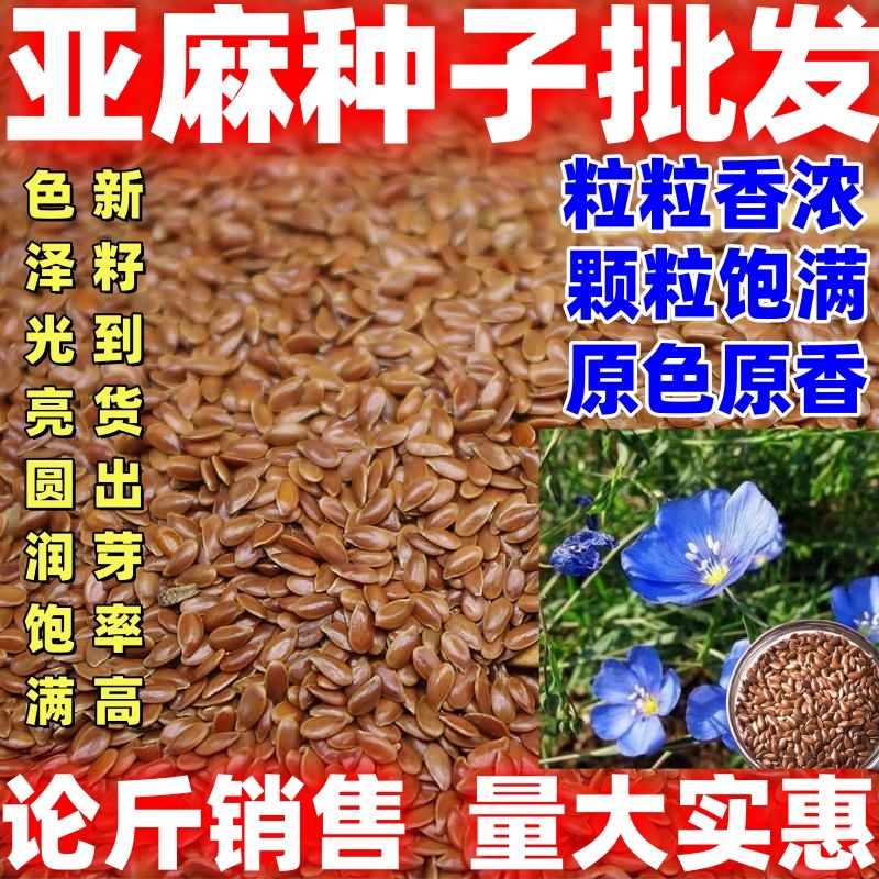 农家亚麻种论斤销售亚麻种籽亚麻籽无杂庭院阳台种植好种易活图片