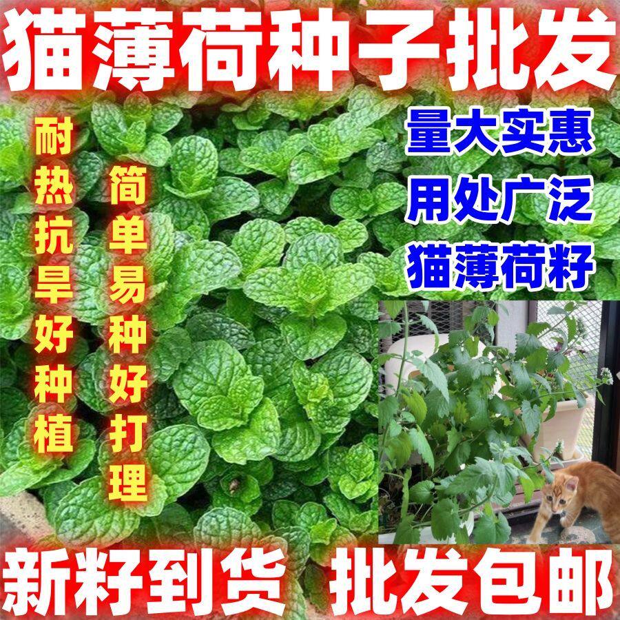 猫薄荷种子樟脑草小薄荷猫草土荆芥籽盆栽花园植物薄荷简单易种