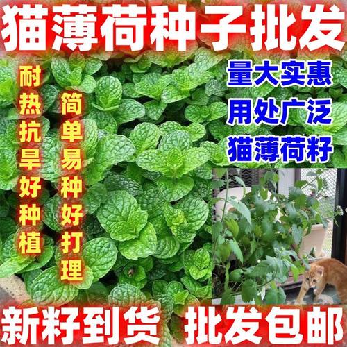 猫薄荷种子樟脑草小薄荷猫草土荆芥籽盆栽花园植物薄荷简单易种