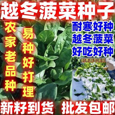 菠菜籽种子越冬菠菜小叶菠菜有刺菠菜耐寒四季蔬菜种子好吃好种