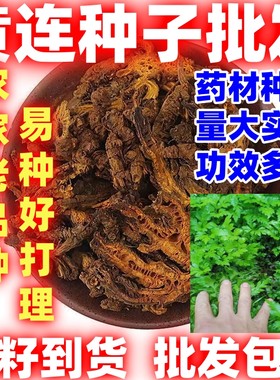中药材黄连种子简单易种用处广中草药黄连根种苗庭院盆栽绿植盆景