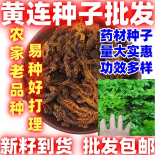 中药材黄连种子简单易种用处广中草药黄连根种苗庭院盆栽绿植盆景