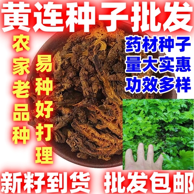 中药材黄连种子简单易种用处广中草药黄连根种苗庭院盆栽绿植盆景