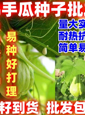 白色佛手瓜种籽白佛手瓜种子农家田园春夏种植蔬菜种子简单易种