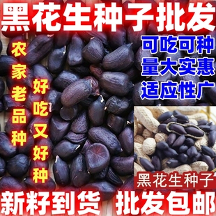 黑花生种籽带壳黑花生种子散装四季论斤卖田园种植黑花生种