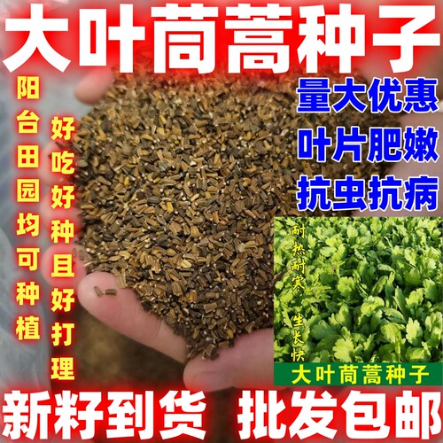 大叶茼蒿种子一斤半斤100克茼蒿种子茼蒿种子阳台庭院四季菜简装