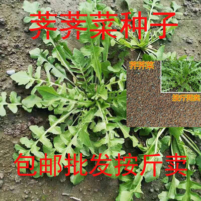 野生荠荠菜种子大叶按斤卖菜园种植春秋播种农家蔬菜种籽好吃地菜
