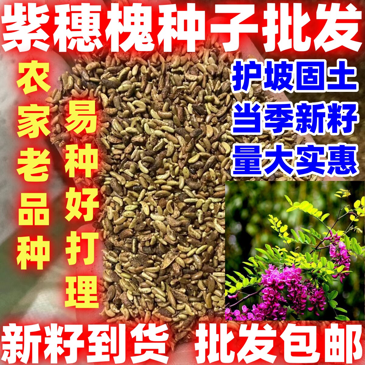紫穗槐种子护坡固土简单易种耐热抗旱紫穗槐种子好种种子适应性广