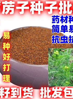 葶苈子种独行菜播娘蒿种子葶力种子简单易种四季种植适应性广