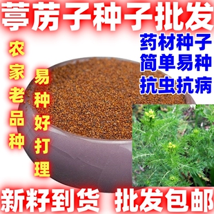 葶苈子种独行菜播娘蒿种子葶力种子简单易种四季种植适应性广
