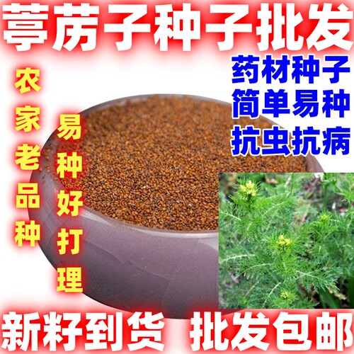 葶苈子种独行菜播娘蒿种子葶力种子简单易种四季种植适应性广