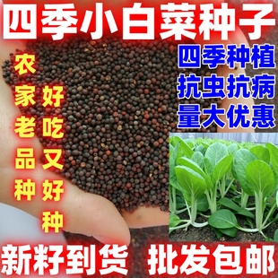 四季小白菜种籽蔬菜种子阳台田园种植四季白菜种籽四季小白菜种子