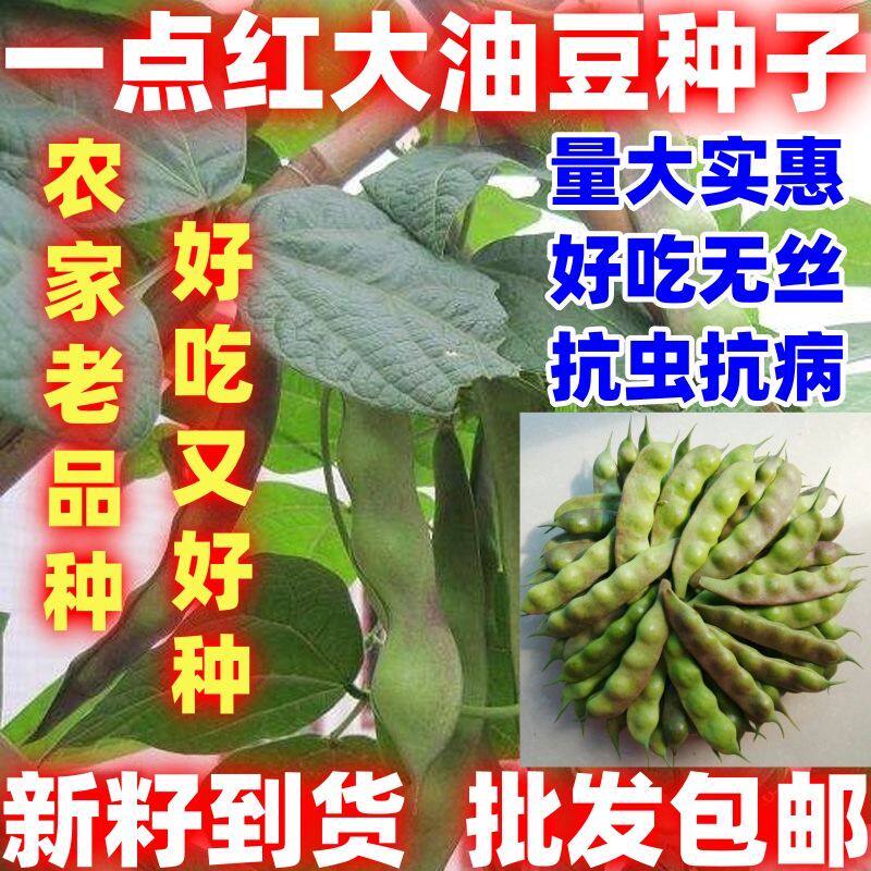 一点红将军油豆籽东北油豆角种子大油豆籽扁豆开锅烂四季简单易种