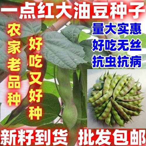 一点红将军油豆籽东北油豆角种子大油豆籽扁豆开锅烂四季简单易种