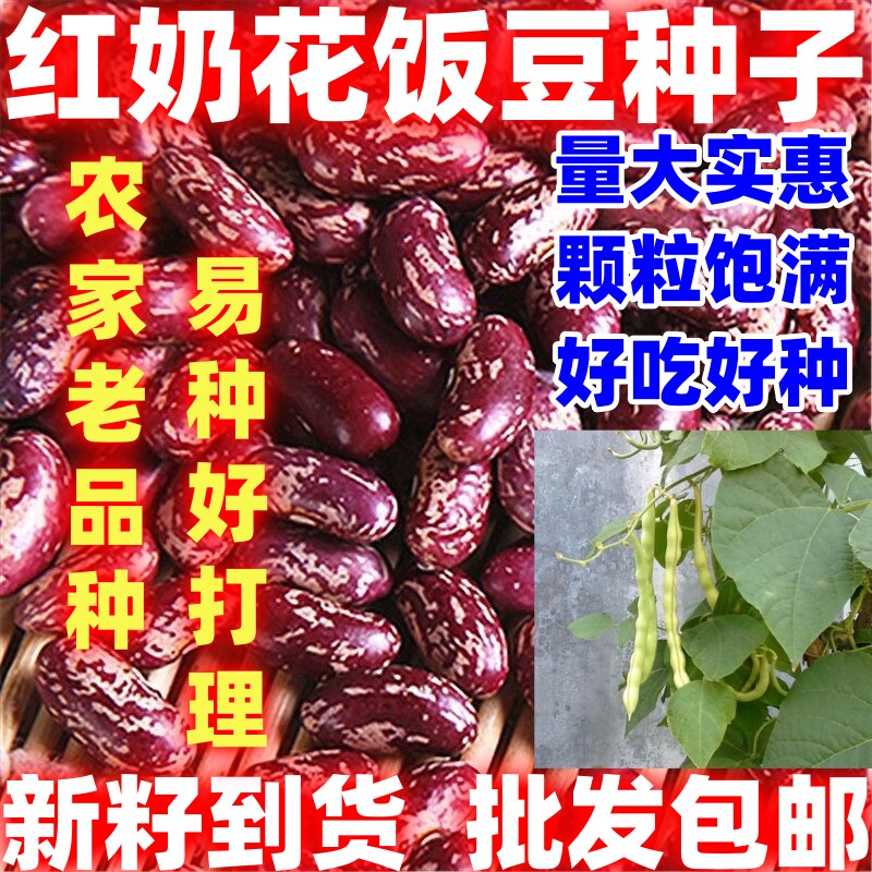 红奶花饭豆种子豆香浓郁沙糯易煮饭豆种子简单易种还家红饭豆籽