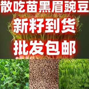 优质新大黑眉豌豆豌豆菜发芽率优基地现货品质稳定适种豌豆菜培育