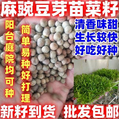 麻豌豆苗种蔬菜豌豆种籽尖芽苗菜种子简单易种耐寒四季种植豌豆苗
