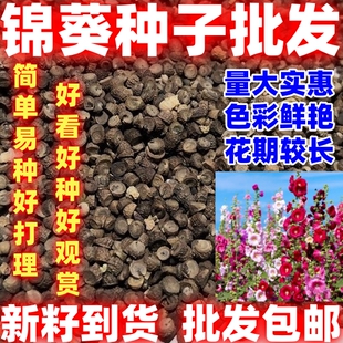 锦葵种子花种子四季易活高杆露天庭院花海种籽锦葵种子简单易种