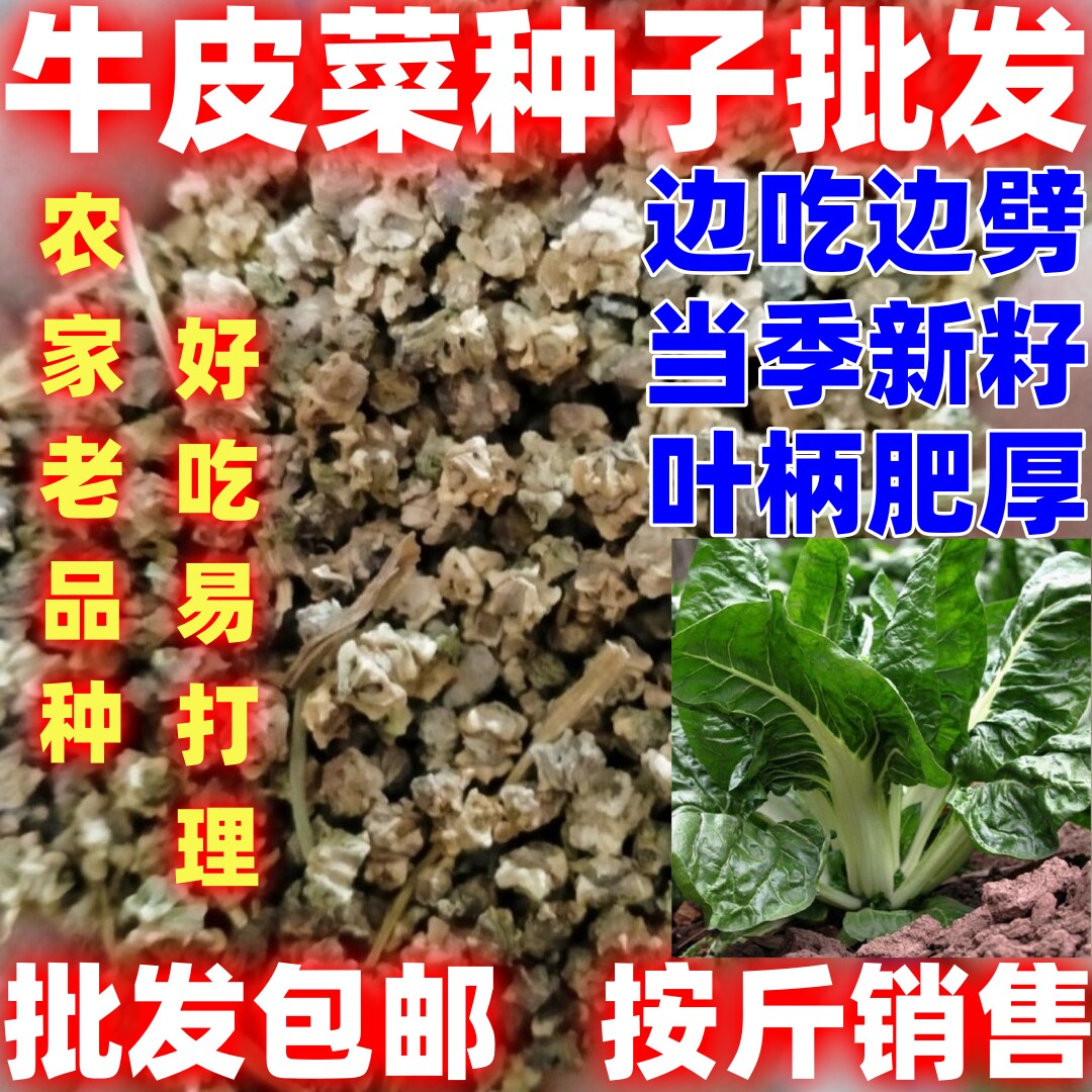 牛皮菜散装大叶牛皮菜种子厚皮菜种子根达菜种子农家牛皮菜种子 - 实物图