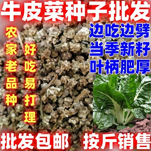 牛皮菜散装大叶牛皮菜种子厚皮菜种子根达菜种子农家牛皮菜种子