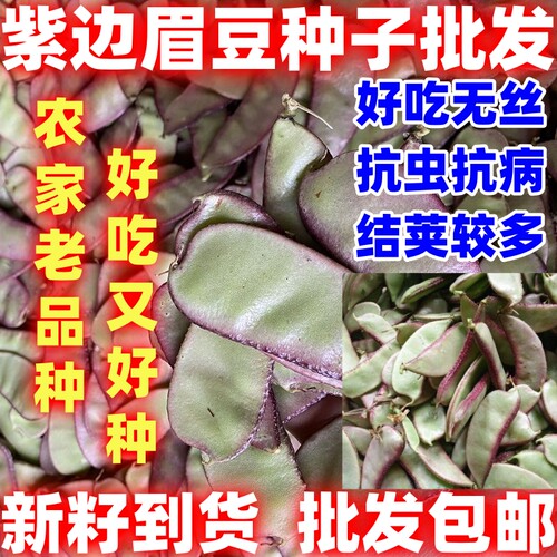 紫边眉豆种子紫边扁豆猪耳朵简单易种易播种耐运输高产蔬菜种子