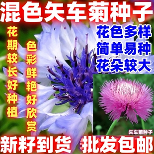 混色矢车菊种子花种子四季种易活花籽耐寒蓝芙蓉种子庭院简单易种