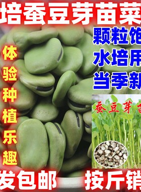 蚕豆芽苗菜种子蚕豆种子无土栽培水培蔬菜阳台四季播水培蔬菜种子