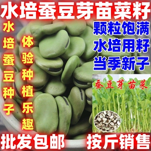蚕豆芽苗菜种子蚕豆种子无土栽培水培蔬菜阳台四季播水培蔬菜种子