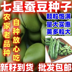 蚕豆种子七星简单易种罗汉豆种籽春秋冬季播种早熟耐寒胡豆籽