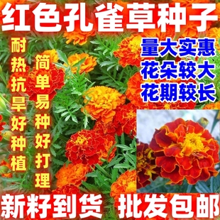 红色孔雀草花种子简单易种草花种子庭院室外景观花卉四季易种花草