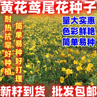 黄花鸢尾种子简单易种耐寒庭院花种子花种子花卉植物四季播种花籽