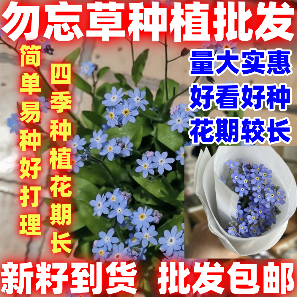 勿忘草种子勿忘种子四季播易种草籽室内盆栽花卉种子植物简单易种
