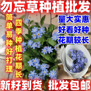 勿忘草种子勿忘种子四季播易种草籽室内盆栽花卉种子植物简单易种
