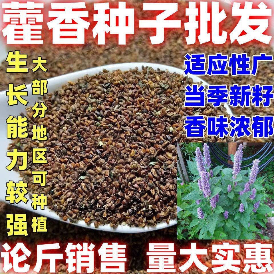 蔬菜种子香味浓郁简单易种藿香正气香草种子多年生精选藿香种籽
