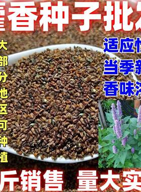 蔬菜种子香味浓郁简单易种藿香正气香草种子多年生精选藿香种籽