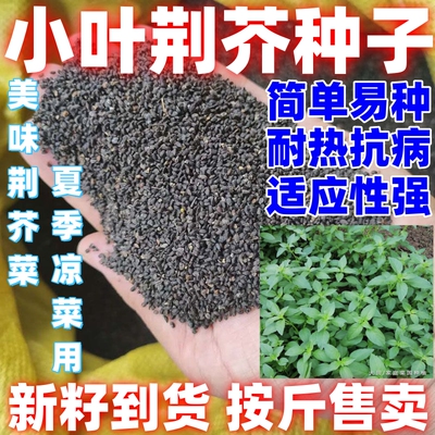 小叶荆芥种子河南小叶荆芥种子荆芥菜种籽孑四季阳台种植种菜
