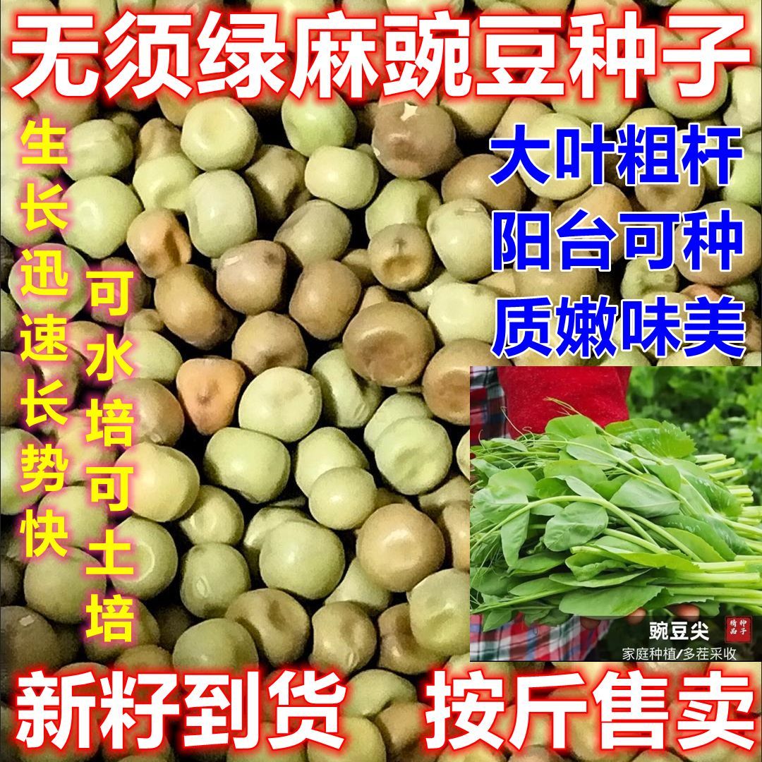 无须大叶绿麻豌豆苗种子可土培割茬可水培芽苗菜种籽无土栽培蔬菜