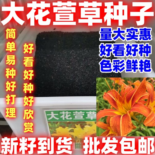 萱草种子金娃娃萱草种籽四季播种易活耐寒多年生宿根花卉花籽好种