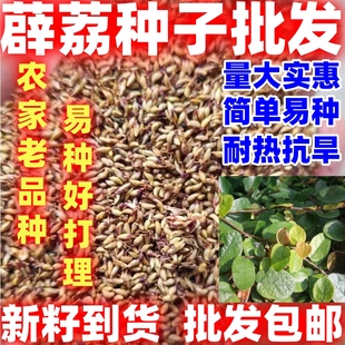 薜荔种子简单易种薜荔果种子凉粉果木莲果霹雳果木奶母种植种籽