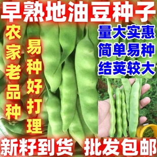 早熟地油豆种子简单易种好吃好种早熟易种农家阳台盆栽油豆种籽