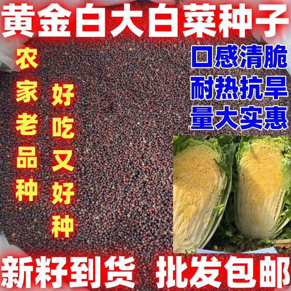 黄金白大白菜种子蔬菜种子黄金白大白菜种籽论斤销售四季白菜种图片