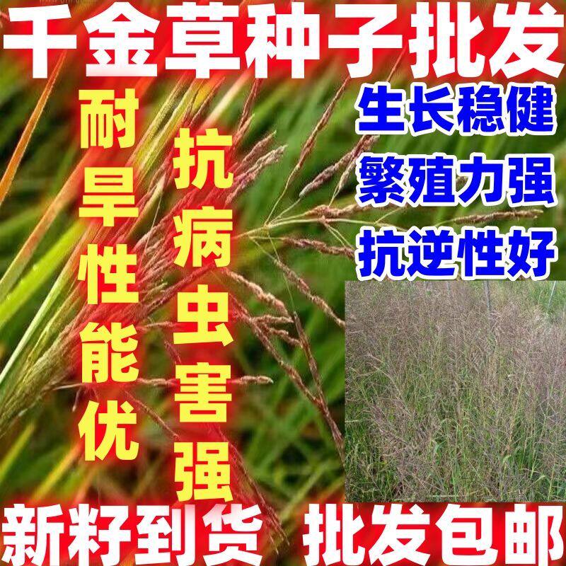 千金草种子野草高产耐热春易播种禾本科一年生草本植物种子
